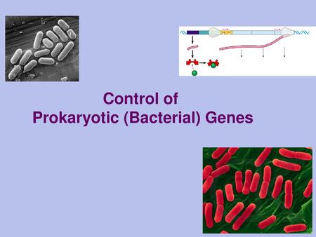Control of Prokaryotic (Bacterial) Genes
