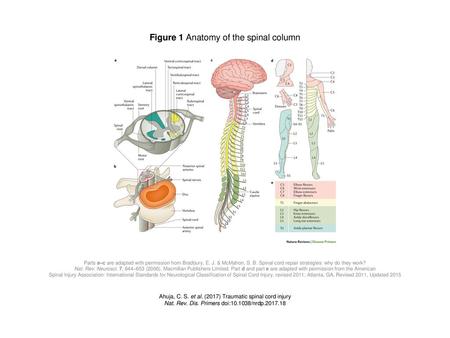 Figure 1 Anatomy of the spinal column