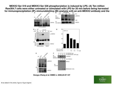 MEKK2 Ser 519 and MEKK3 Ser 526 phosphorylation is induced by LPS