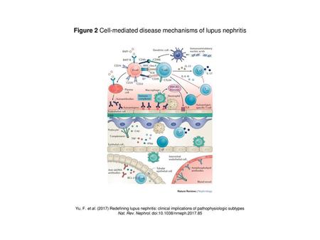 Figure 2 Cell-mediated disease mechanisms of lupus nephritis