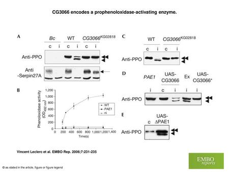 CG3066 encodes a prophenoloxidase‐activating enzyme.