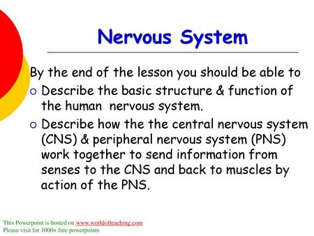 Nervous System By the end of the lesson you should be able to