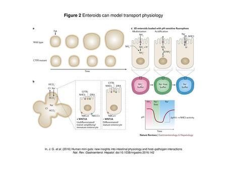 Figure 2 Enteroids can model transport physiology