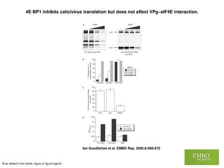 4E‐BP1 inhibits calicivirus translation but does not affect VPg–eIF4E interaction. 4E‐BP1 inhibits calicivirus translation but does not affect VPg–eIF4E.