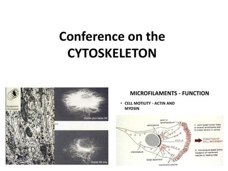 Conference on the CYTOSKELETON