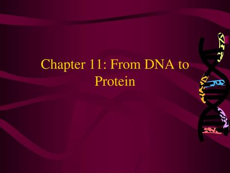 Chapter 11: From DNA to Protein