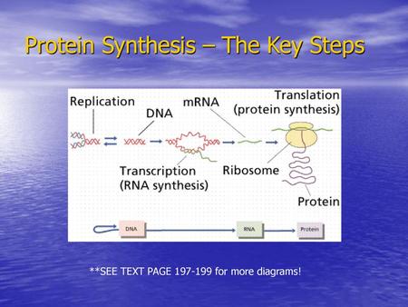 Protein Synthesis – The Key Steps