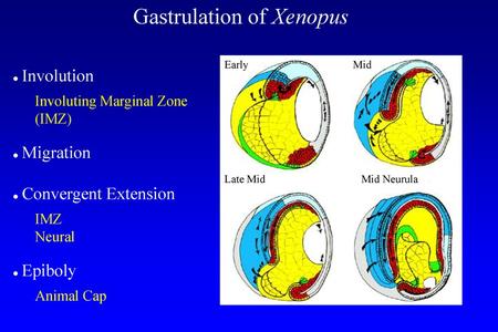 Gastrulation and Neurulation Movements In Xenopus laevis