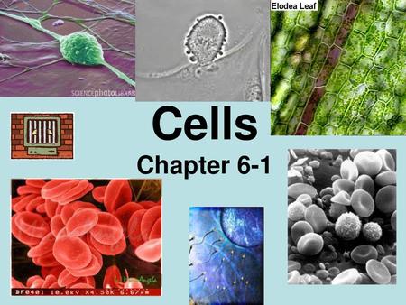 Cells Chapter 6-1.