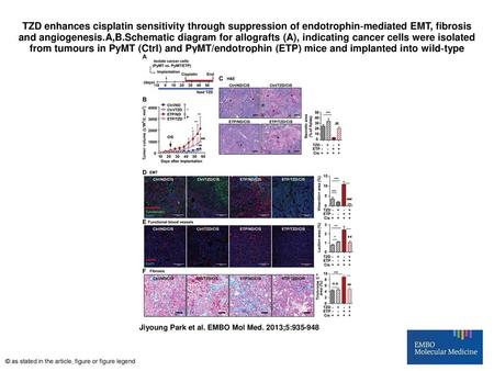 TZD enhances cisplatin sensitivity through suppression of endotrophin‐mediated EMT, fibrosis and angiogenesis.A,B.Schematic diagram for allografts (A),