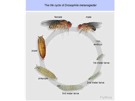 Oogenesis We then dissect ovaries from the created fly and use the egg chambers from stages in midoogenesis to visualize endogenous.
