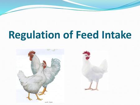Regulation of Feed Intake