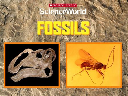 What is a fossil? A fossil is the preserved remains of a once living organism.