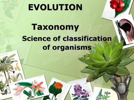 Science of classification of organisms