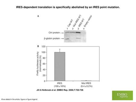 IRES‐dependent translation is specifically abolished by an IRES point mutation. IRES‐dependent translation is specifically abolished by an IRES point mutation.