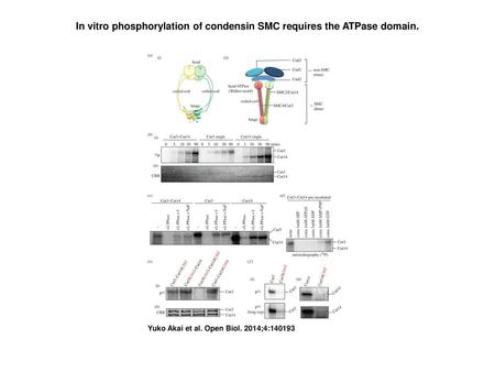 In vitro phosphorylation of condensin SMC requires the ATPase domain.