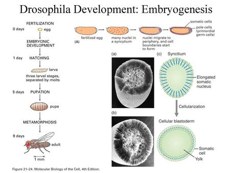 Drosophila Development: Embryogenesis