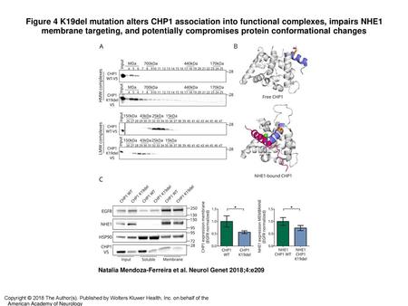 Figure 4 K19del mutation alters CHP1 association into functional complexes, impairs NHE1 membrane targeting, and potentially compromises protein conformational.