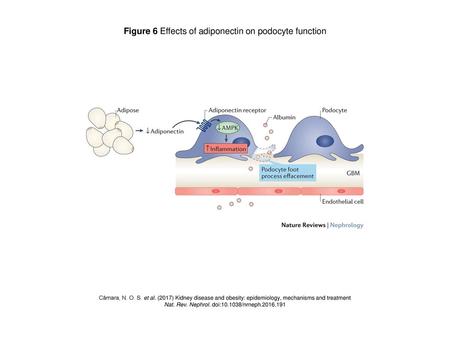 Figure 6 Effects of adiponectin on podocyte function