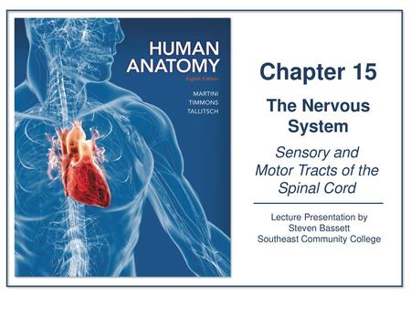 Introduction Millions of sensory neurons are delivering information to the CNS all the time Millions of motor neurons are causing the body to respond.