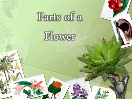 Parts of a Flower.