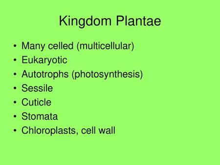 Kingdom Plantae. Characteristics of All Plants Kingdom Plantae Non-Vascular  (Bryophytes) MossesHornwortsLiverworts Vascular (Tracheophytes)  SeedlessSeedAngiospermsGymnosperms. - ppt download
