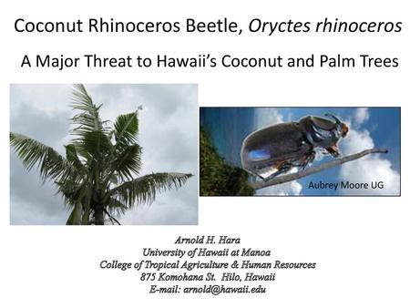 Coconut Rhinoceros Beetle, Oryctes rhinoceros