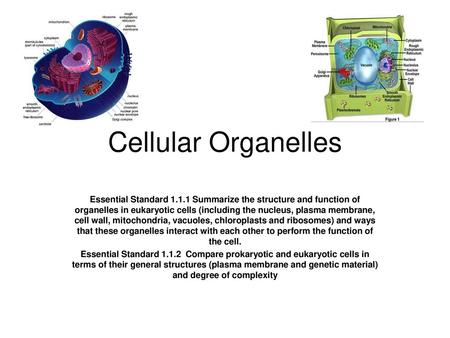 Cellular Organelles Essential Standard 1.1.1 Summarize the structure and function of organelles in eukaryotic cells (including the nucleus, plasma membrane,