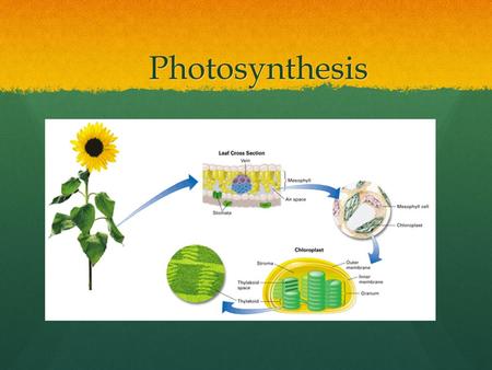 11/14/2018 Photosynthesis.