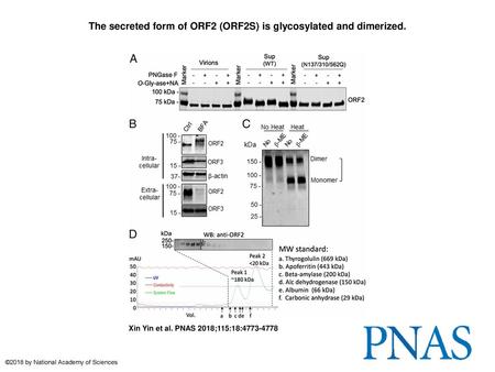 The secreted form of ORF2 (ORF2S) is glycosylated and dimerized.