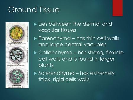 Ground Tissue Lies between the dermal and vascular tissues