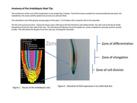 Zone of Zone of differentiation Zone of elongation