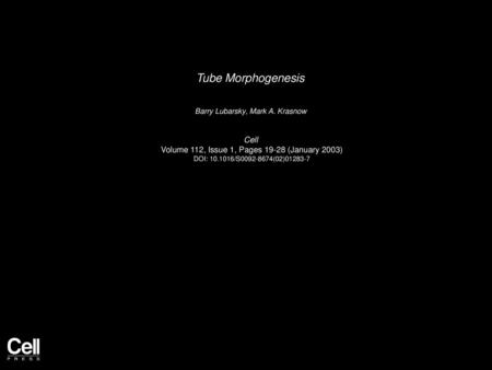 Tube Morphogenesis Cell