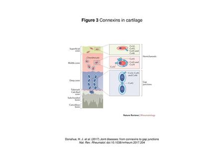 Figure 3 Connexins in cartilage