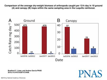 Comparison of the average dry-weight biomass of arthropods caught per 12-h day in 10 ground (A) and canopy (B) traps within the same sampling area in the.