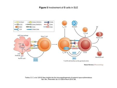 Figure 5 Involvement of B cells in SLE