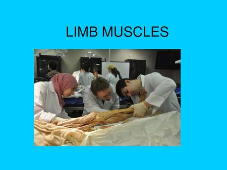 LIMB MUSCLES.