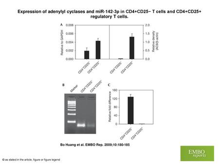 Expression of adenylyl cyclases and miR‐142‐3p in CD4+CD25− T cells and CD4+CD25+ regulatory T cells. Expression of adenylyl cyclases and miR‐142‐3p in.