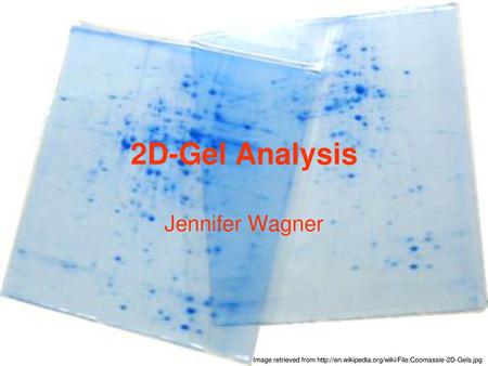 2D-Gel Analysis Jennifer Wagner
