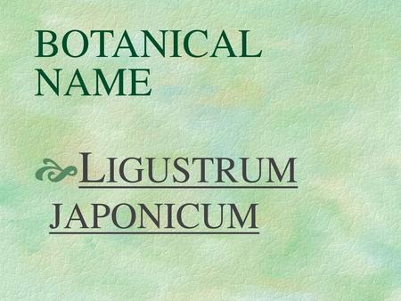 BOTANICAL NAME LIGUSTRUM JAPONICUM.
