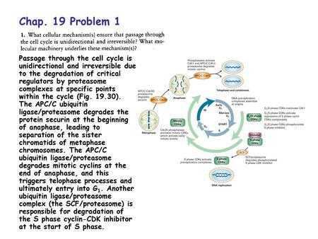 Chap. 19 Problem 1 Passage through the cell cycle is unidirectional and irreversible due to the degradation of critical regulators by proteasome complexes.