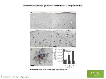 Amyloid‐associated gliosis in APPPS1‐21 transgenic mice.