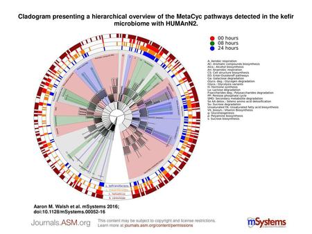 Cladogram presenting a hierarchical overview of the MetaCyc pathways detected in the kefir microbiome with HUMAnN2. Cladogram presenting a hierarchical.