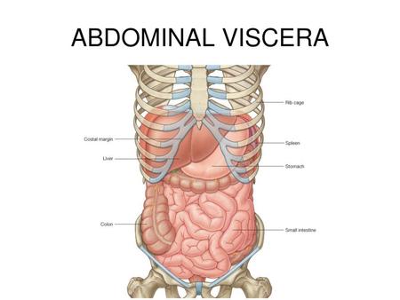 Anatomy Of The Abdominal Viscera Innervation Of The Off