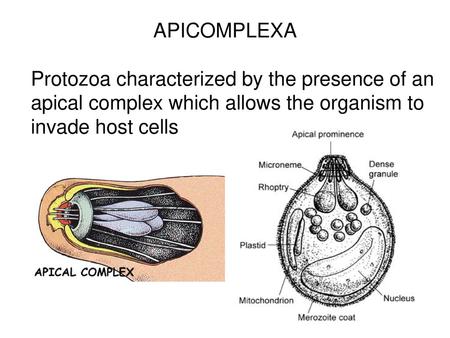 APICOMPLEXA Protozoa characterized by the presence of an apical complex which allows the organism to invade host cells.