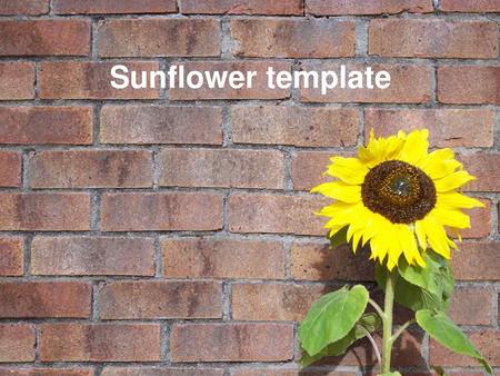 Sunflower template.