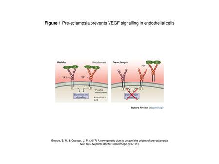 Figure 1 Pre-eclampsia prevents VEGF signalling in endothelial cells