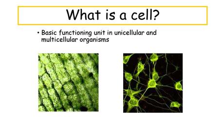 What is a cell? Basic functioning unit in unicellular and multicellular organisms.