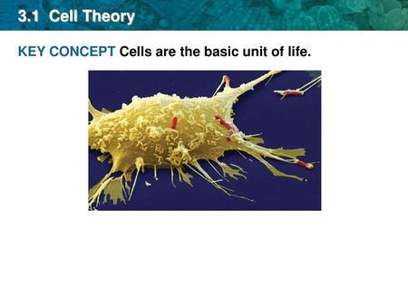 3.1 Cell Theory KEY CONCEPT Cells are the basic unit of life.
