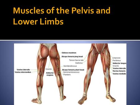 Muscles of the Pelvis and Lower Limbs